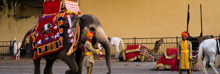 Elephant Safari In Rajasthan