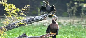Keoladeo National Park, Bharatpur