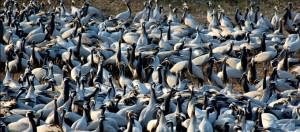 Kheechan Bird Sanctuary