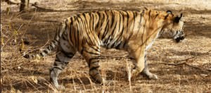 Ranthambore National Park