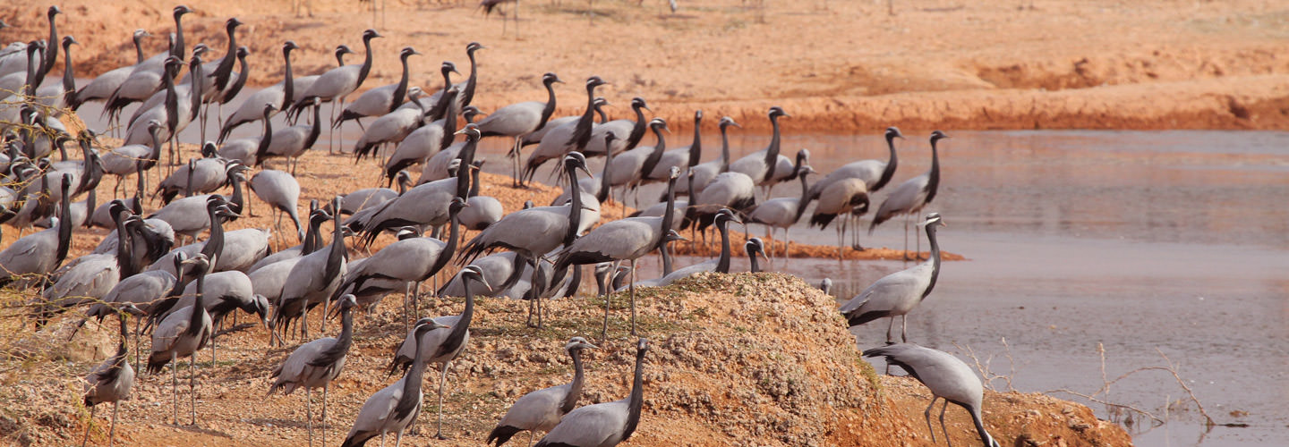 demoisille cranes in kichan