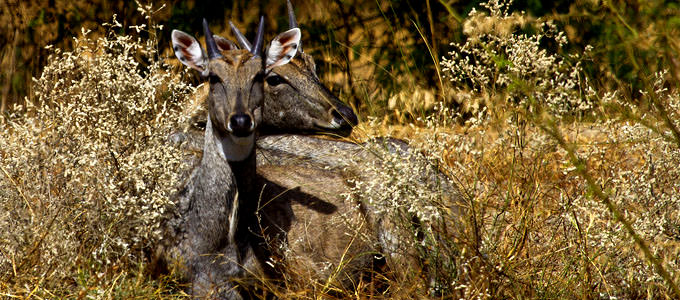 Chhapar, Rajasthan