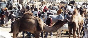 Nagaur Camel and Cattle Fair