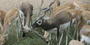 Nahargarh Biological Park Jaipur