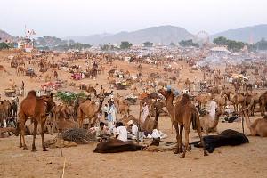Pushkar Came Fair