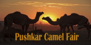 Pushkar Camel Fair