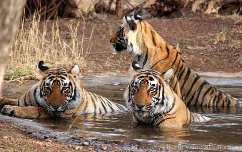 Ranthambhore National Park