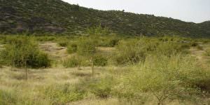 department of forest rajasthan