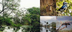 Keoladeo National Park Bharatpur