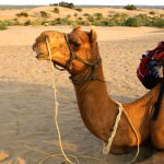 Jaisalmer Camel Safari