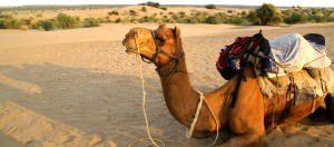 Jaisalmer Camel Safari
