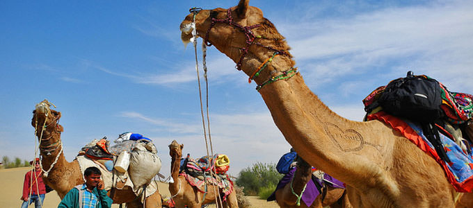 Rajasthan Safari