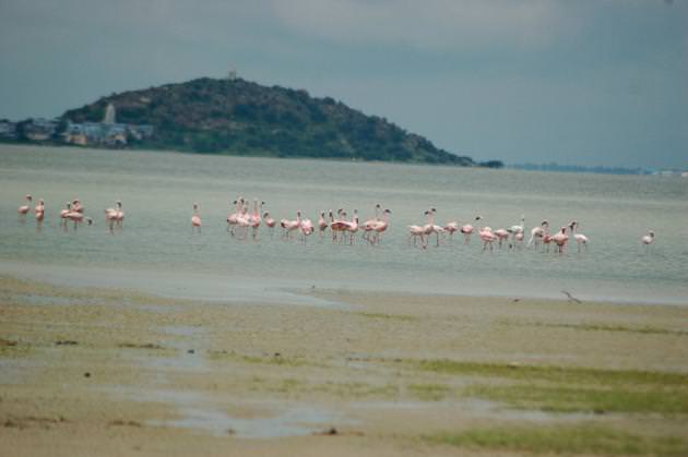 Sambhar Lake, Jaipur