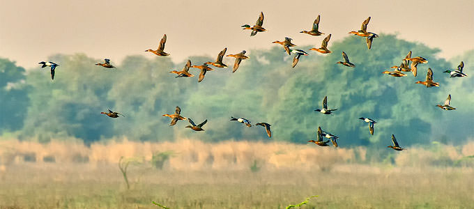 Keoladeo , Bharatpur