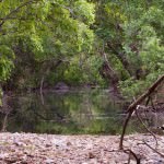 Bakula section of Ranthambore