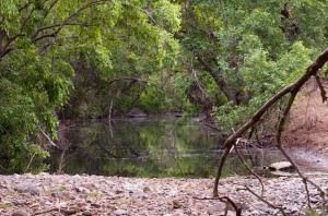 Bakula section of Ranthambore
