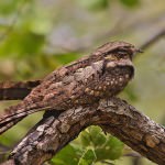 Bassi Wildlife Sanctuary