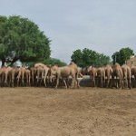 Camel Breeding Farm