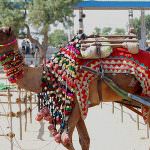 Camel at Pushkar Fair