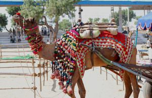 Camel at Pushkar Fair