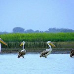Cranes at Chandlai pond