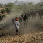 Herd of Camels at Pushkar