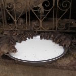 Rats in Karni Mata Temple