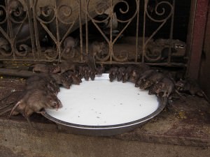 Rats in Karni Mata Temple