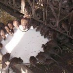 Rats in Karni Mata Temple