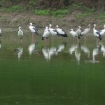 Keoladeo Ghana National Park