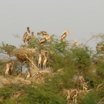 Keoladeo Ghana National Park