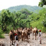 Kumbhalgarh Wildlife Sanctuary