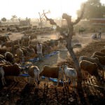 Nagaur Cattle Fair