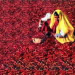 Nagaur Chillies