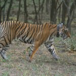 Ranthambore Nation Park
