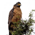 Sariska National Park Bird
