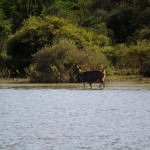 Sariska National Park