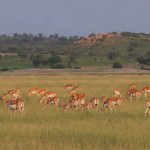Tal Chhapar Sanctuary