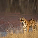 Tiger in Lakeside
