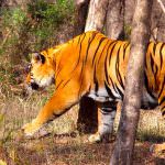 Tiger in Ranthambore National-Park