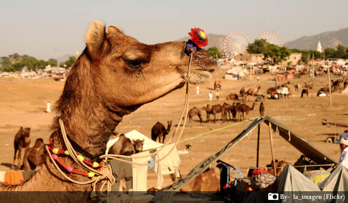 Pushkar Camel