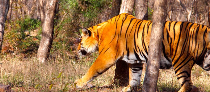 Tiger in Ranthambore National Park