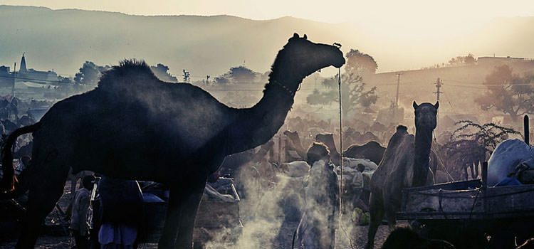 Pushkar Camel Fair