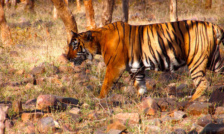 Ranthambore National Park  in Rajasthan