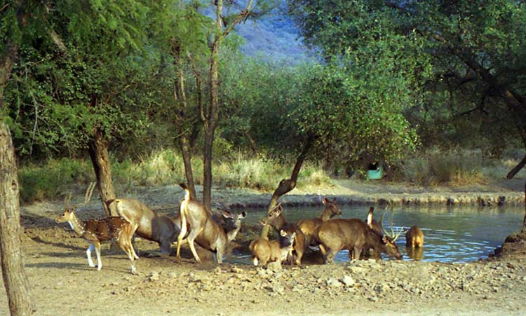 Sariska Tiger Reserve in Alwar