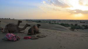 Sunset in Thar Desert