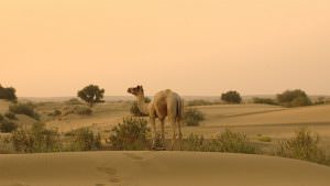 Thar Desert in Rajasthan
